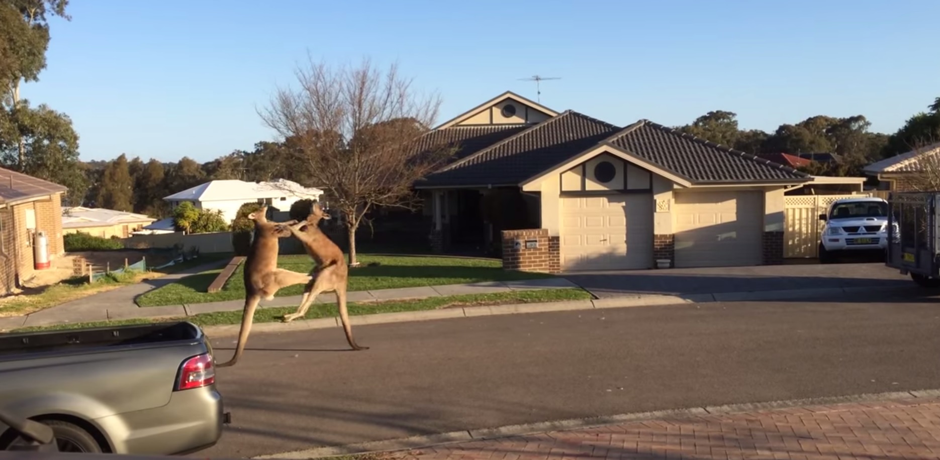 Bataille de rue de kangourous