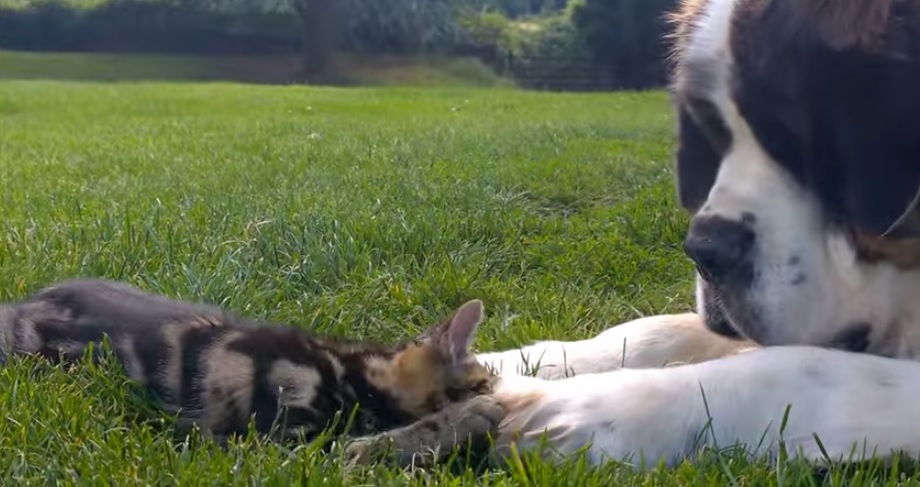 This St. Bernard is fascinated by this kitten