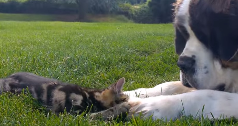 Ce Saint-Bernard est fasciné par ce chaton