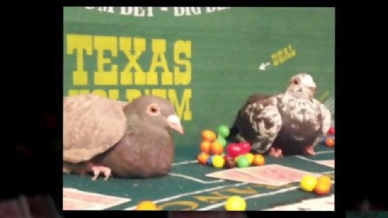 The pigeons have similarities with the "gamblers"